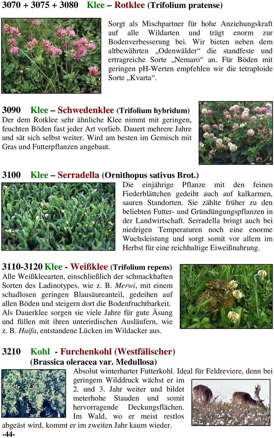 3090 Klee Schwedenklee (Trifolium hybridum) Der dem Rotklee sehr ähnliche Klee nimmt mit geringen, feuchten Böden fast jeder Art vorlieb. Dauert mehrere Jahre und sät sich selbst weiter.