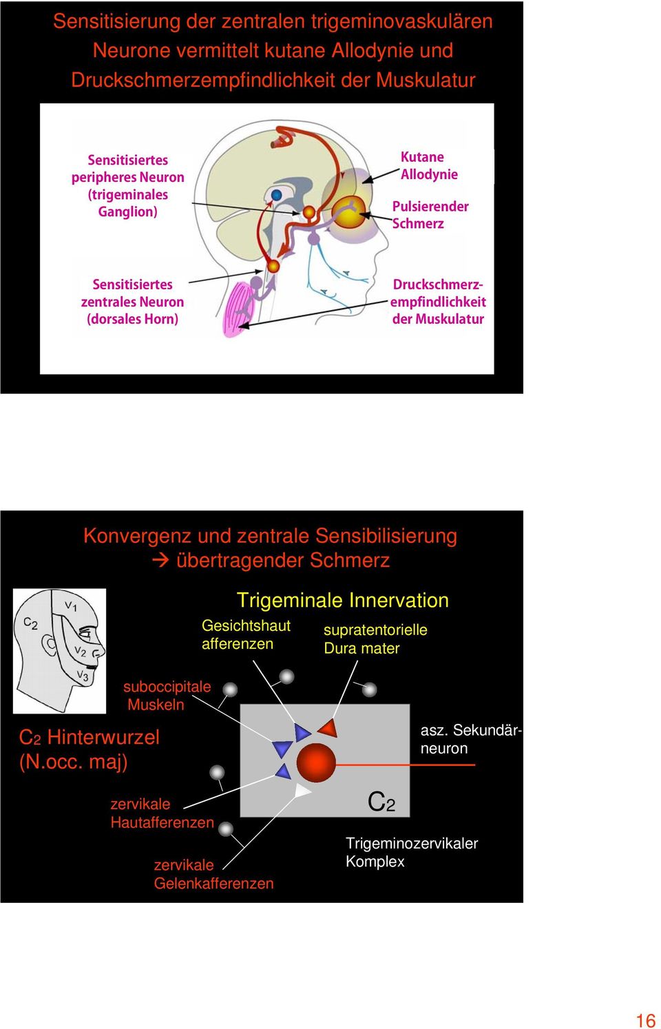 Schmerz suboccipitale Muskeln Trigeminale Innervation Gesichtshaut afferenzen supratentorielle Dura