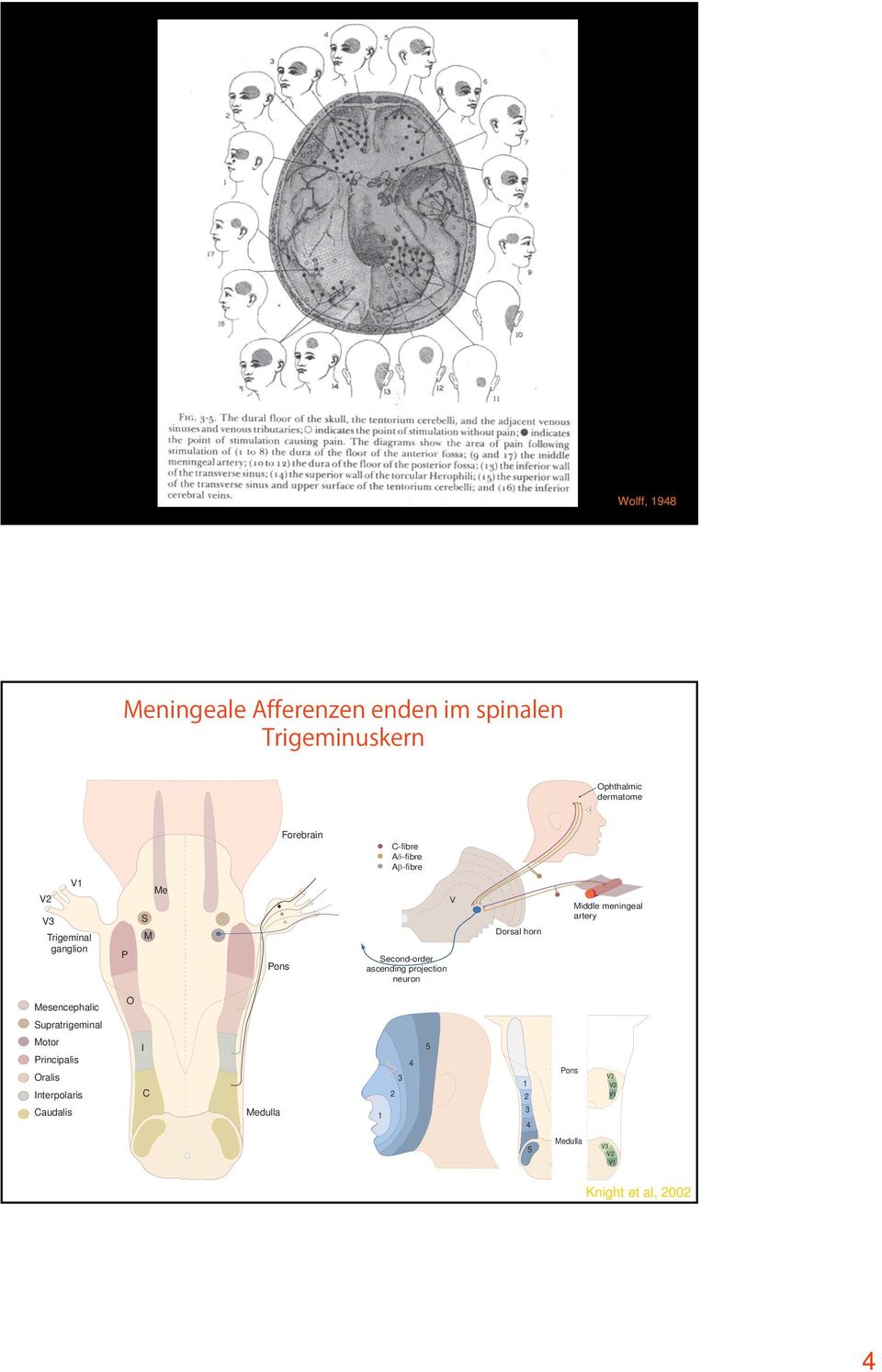 meningeal artery Mesencephalic O Supratrigeminal Motor Principalis Oralis Interpolaris