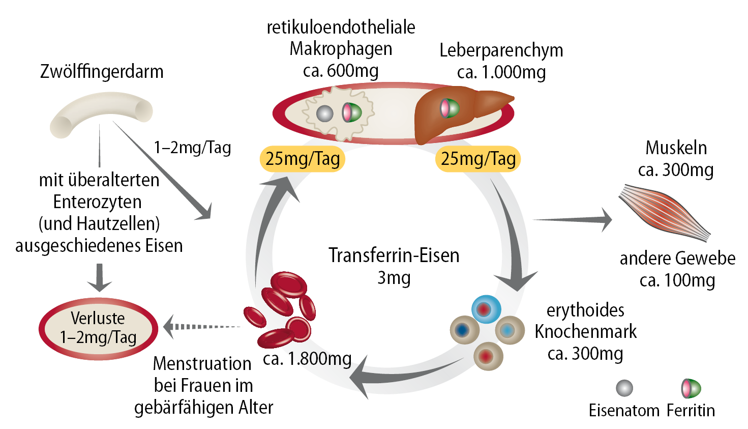 Eisenmetabolismus Resorption Huch R, Schaefer R.
