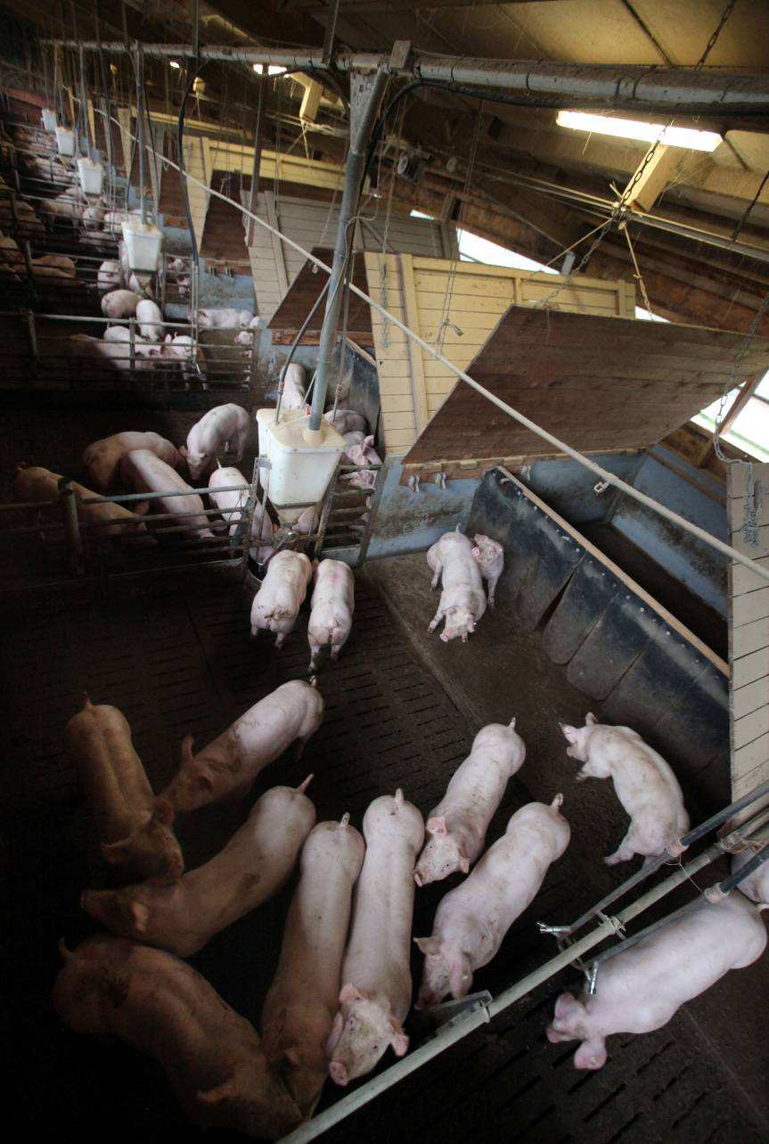 Das Label des Deutschen Tierschutzbun Kriterien für Masthühner und Mastschweine (gesellschaftliche Kriterien) Einstiegs-Standard Verbot gentechnisch veränderter Futtermittel soll nach 36monatiger