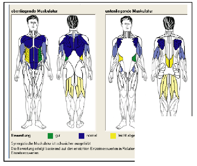 Muskelkraftanalyse: Back Check Die Muskelkraftanalyse gibt Antwort auf folgende Fragen: Wie ist mein Kraftverhältnis von Bauch- zu Rückenmuskulatur?