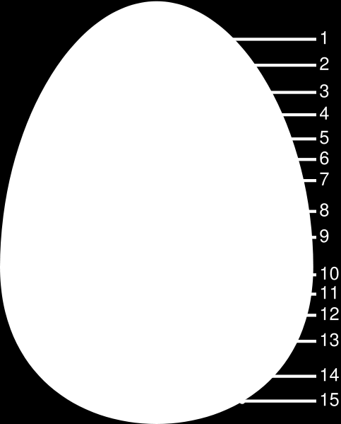 Vielleicht kann das destillierte Wasser leichter in das Ei eindringen, wenn die Schale weg ist Zusatzversuch Zusatzaufgabe a) a) Schlage ein Ei auf und lasse es vorsichtig auf einen Teller gleiten.