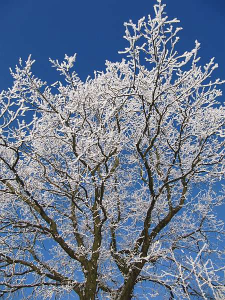 Bäume und Sträucher haben eine Ruhezeit. Ihr Winterschlaf ist ein ganz natürlicher Mechanismus, um die kalte Jahreszeit gesund zu überstehen. Doch wie schützen sie sich?
