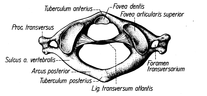 Wirbelsäule des Menschen 1. Halswirbel (Atlas) Halslordose Brustkyphose 2.