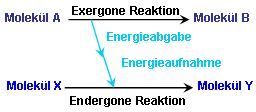 1. Thermodynamik der Enzymreaktion energetische Kopplung Viele Enzymreaktionen verlaufen endergon (nicht freiwillig).