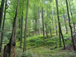 Landschaftswasserhaushalt / Extremereignisse / Biodiversitätsverlust Aufforstung / Veränderung der Waldfläche Baumartenwahl nach Wasserbedarf (Buche statt Kiefer?