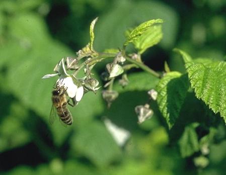 Bienensegen, Gedichte, Sprichwörter, Legenden und heitere Geschichten zeigen uns die Bienen und ihre Produkte von einer besonderen Seite.