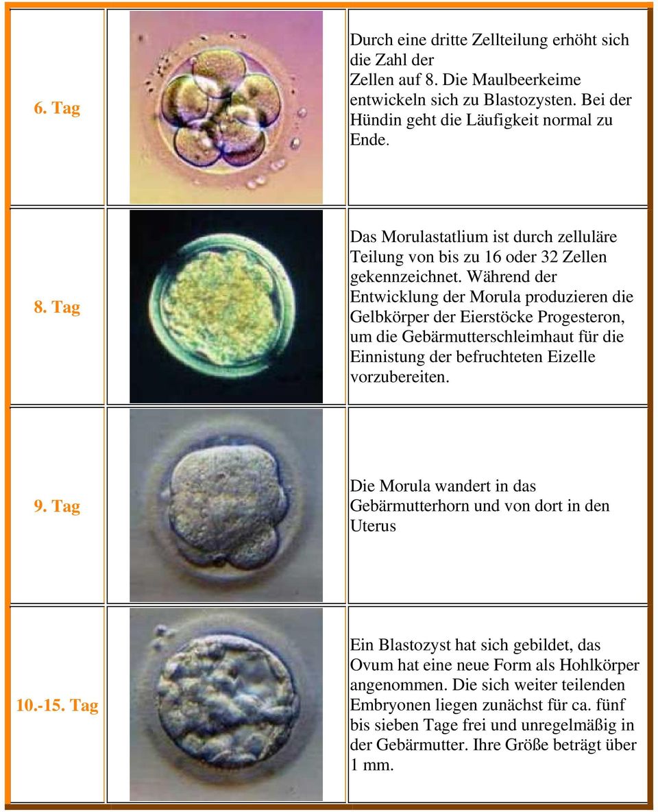Tag Die Morula wandert in das Gebärmutterhorn und von dort in den Uterus 10.-15. Tag Ein Blastozyst hat sich gebildet, das Ovum hat eine neue Form als Hohlkörper angenommen.