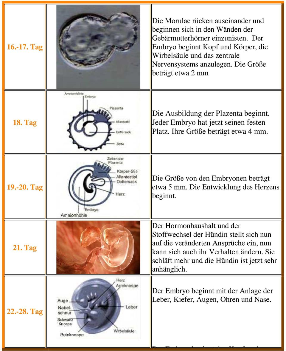 Jeder Embryo hat jetzt seinen festen Platz. Ihre Größe beträgt etwa 4 mm. 19.-20. Tag Die Größe von den Embryonen beträgt etwa 5 mm. Die Entwicklung des Herzens beginnt. 21.