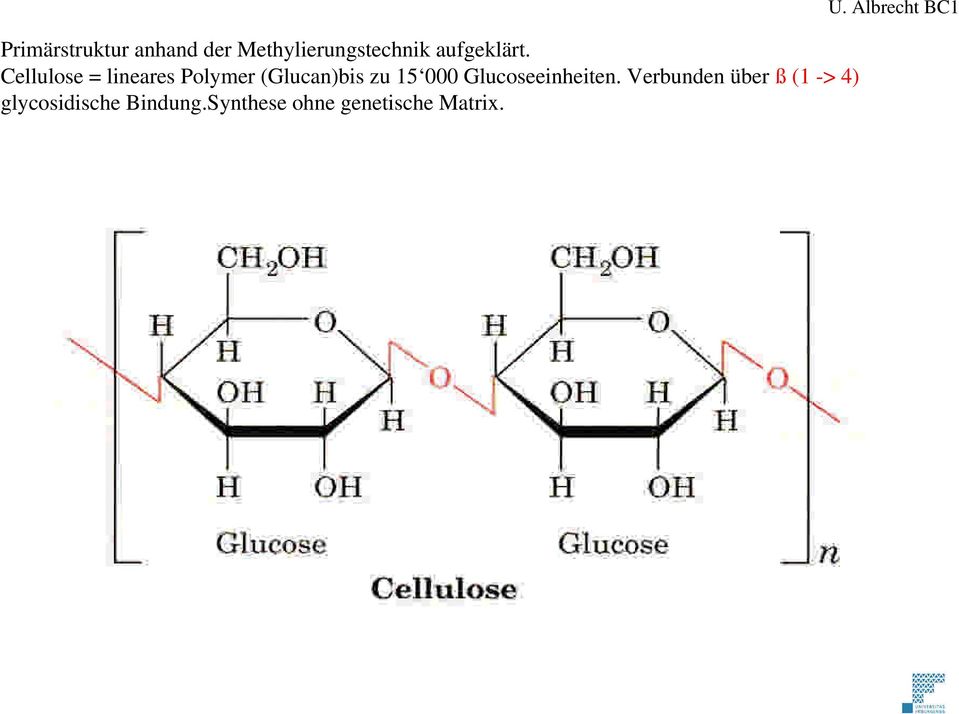 Cellulose = lineares Polymer (Glucan)bis zu 15 000