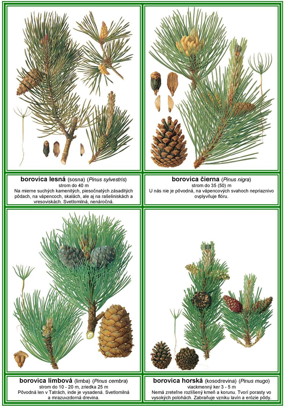 borovica čierna (Pinus nigra) strom do 35 (50) m U nás nie je pôvodná, na vápencových svahoch nepriaznivo ovplyvňuje flóru.