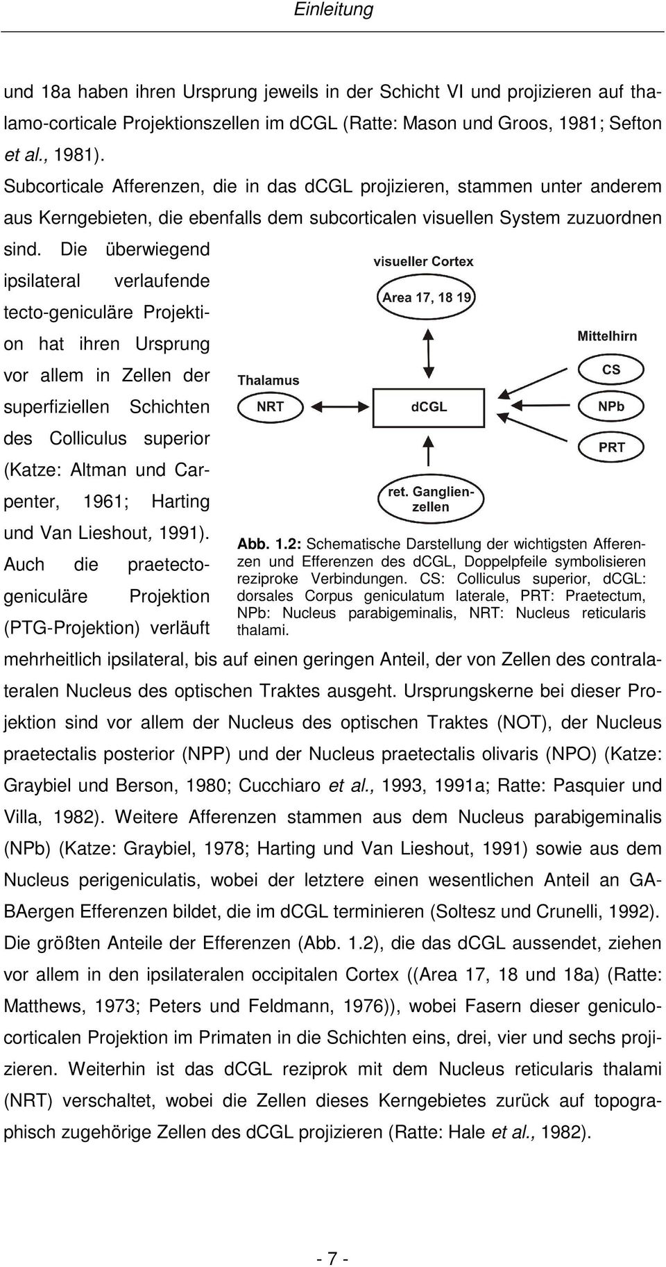 Die überwiegend ipsilateral verlaufende tecto-geniculäre Projektion hat ihren Ursprung vor allem in Zellen der superfiziellen Schichten des Colliculus superior (Katze: Altman und Carpenter, 1961;