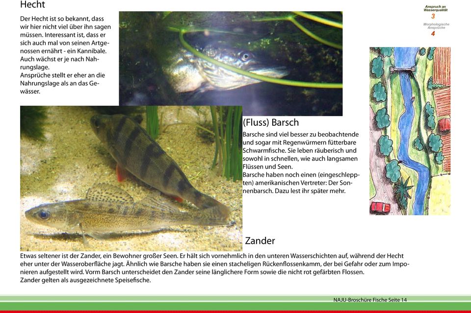 (Fluss) Barsch Barsche sind viel besser zu beobachtende und sogar mit Regenwürmern fütterbare Schwarmfische. Sie leben räuberisch und sowohl in schnellen, wie auch langsamen Flüssen und Seen.