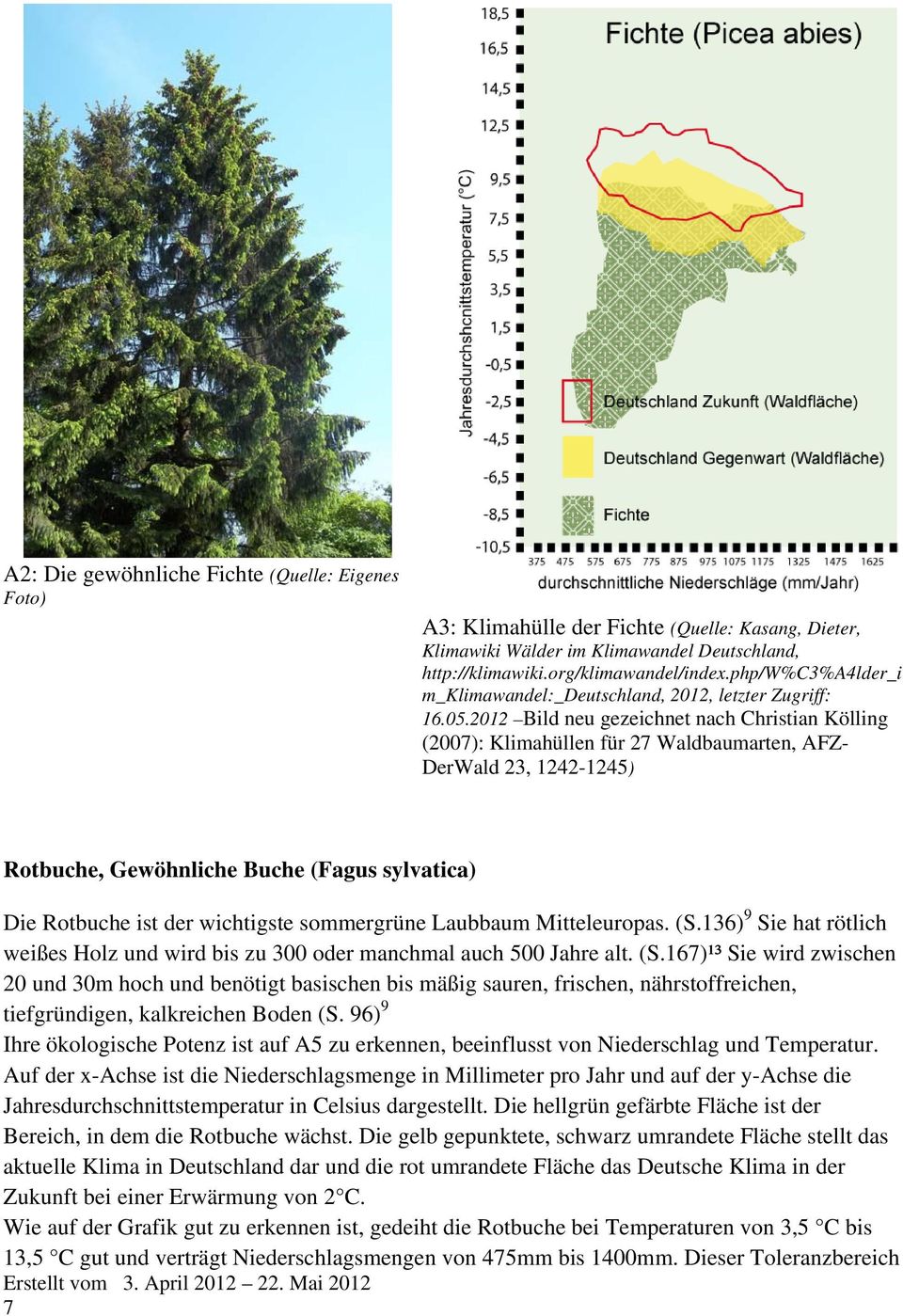 2012 Bild neu gezeichnet nach Christian Kölling (2007): Klimahüllen für 27 Waldbaumarten, AFZ- DerWald 23, 1242-1245) Rotbuche, Gewöhnliche Buche (Fagus sylvatica) Die Rotbuche ist der wichtigste