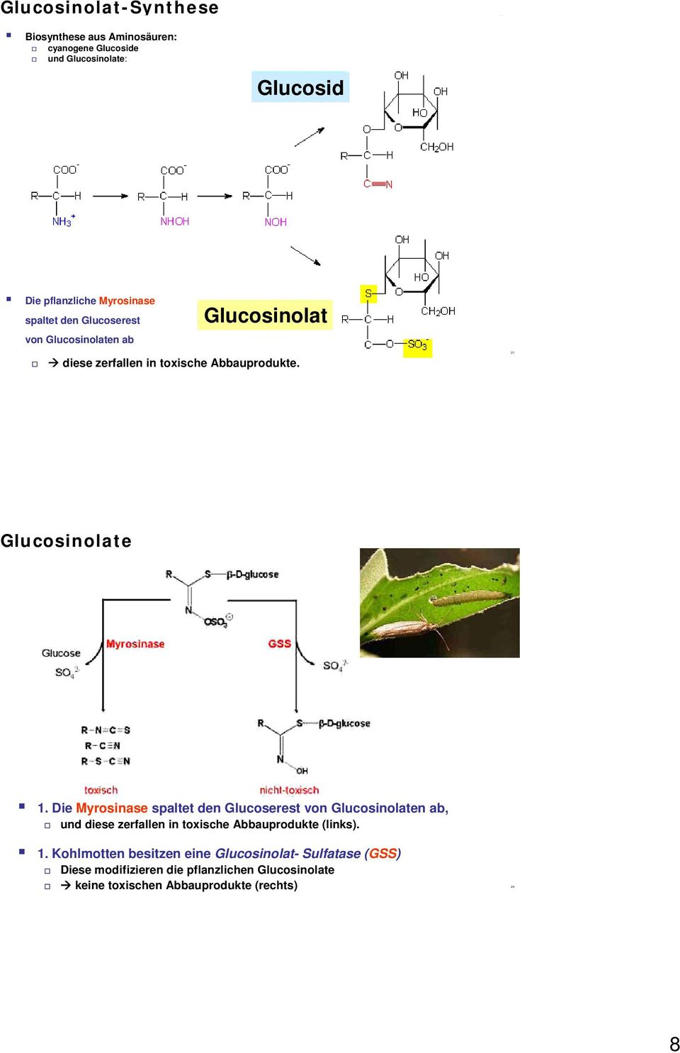 Die Myrosinase spaltet den Glucoserest von Glucosinolaten ab, und diese zerfallen in toxische Abbauprodukte (links). 1.