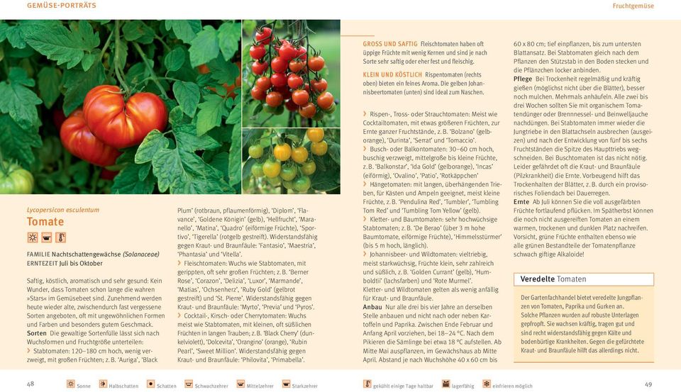 > Lycopersicon esculentum Tomate FMILIE Nachtschattengewächse (Solanaceae) ERNTEZEIT Juli bis Oktober Saftig, köstlich, aromatisch und sehr gesund: Kein Wunder, dass Tomaten schon lange die