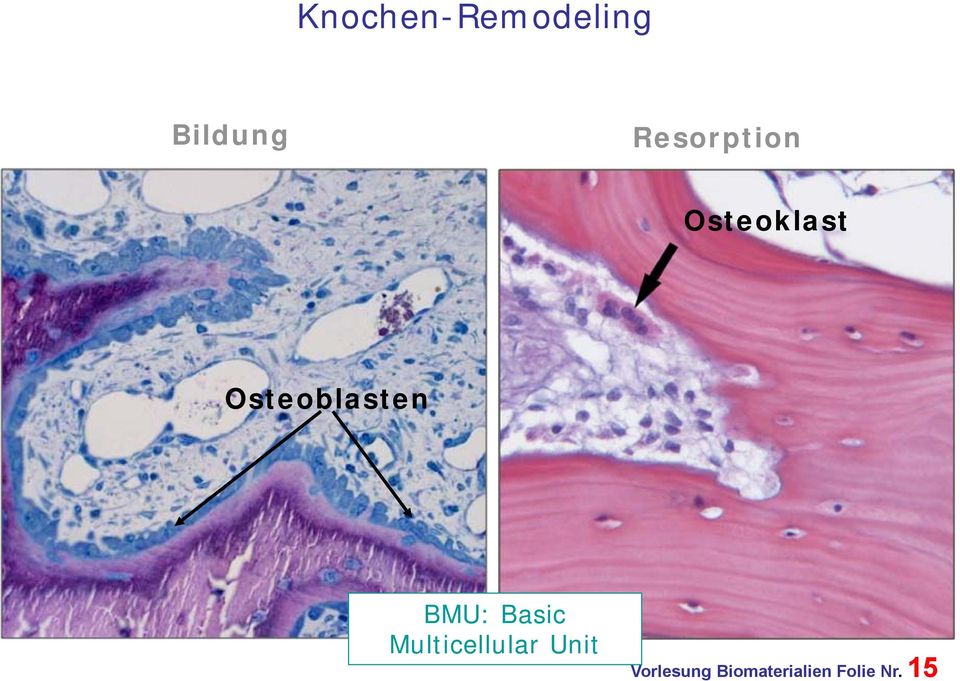 Osteoblasten BMU: Basic