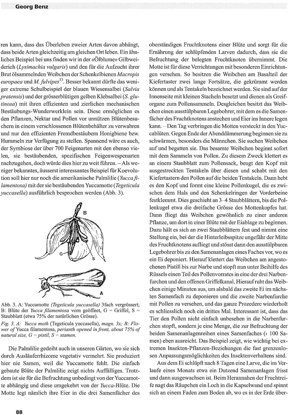 fulvipes 13. Besser bekannt dürfte das weniger extreme Schulbeispiel der blauen Wiesensalbei (Salvia pratensis) und der grösserblütigen gelben Klebsalbei (S.