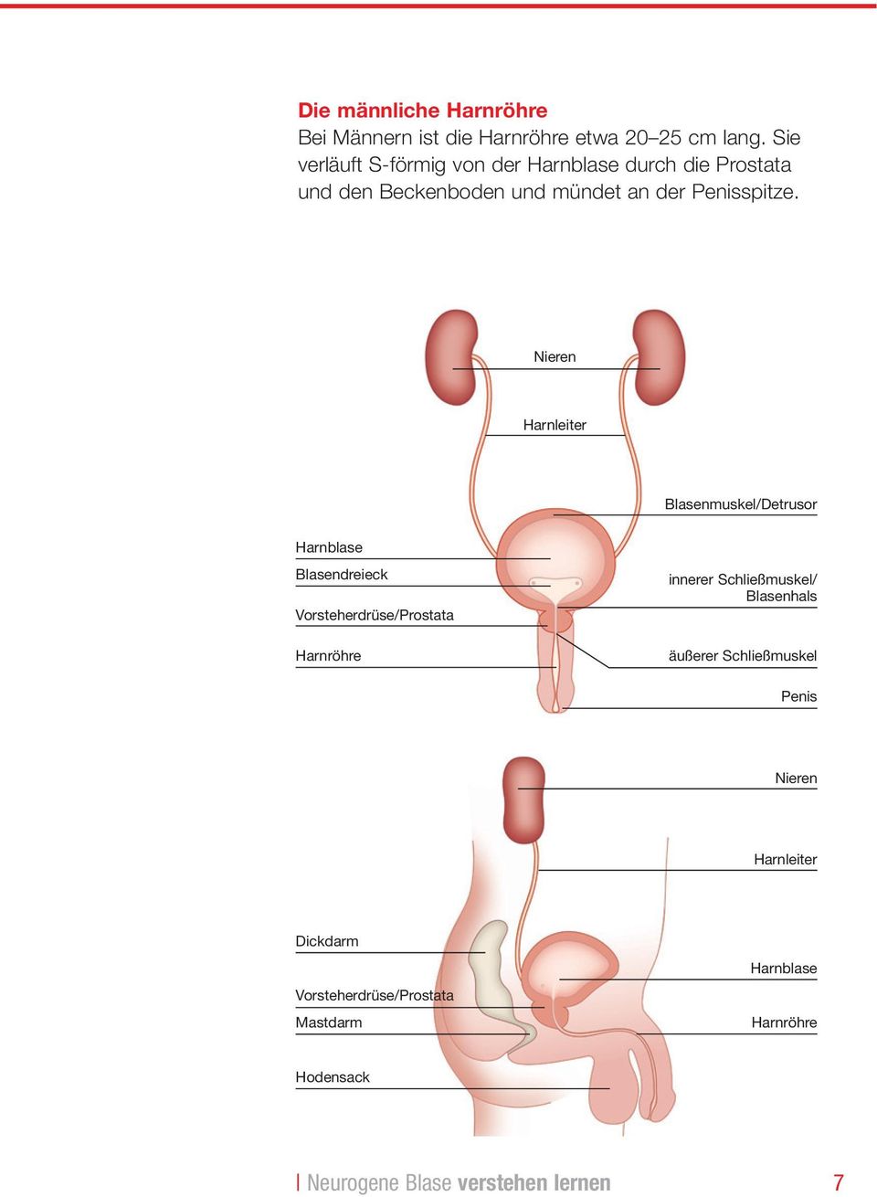 Nieren Harnleiter Blasenmuskel/Detrusor Harnblase Blasendreieck Vorsteherdrüse/Prostata Harnröhre innerer