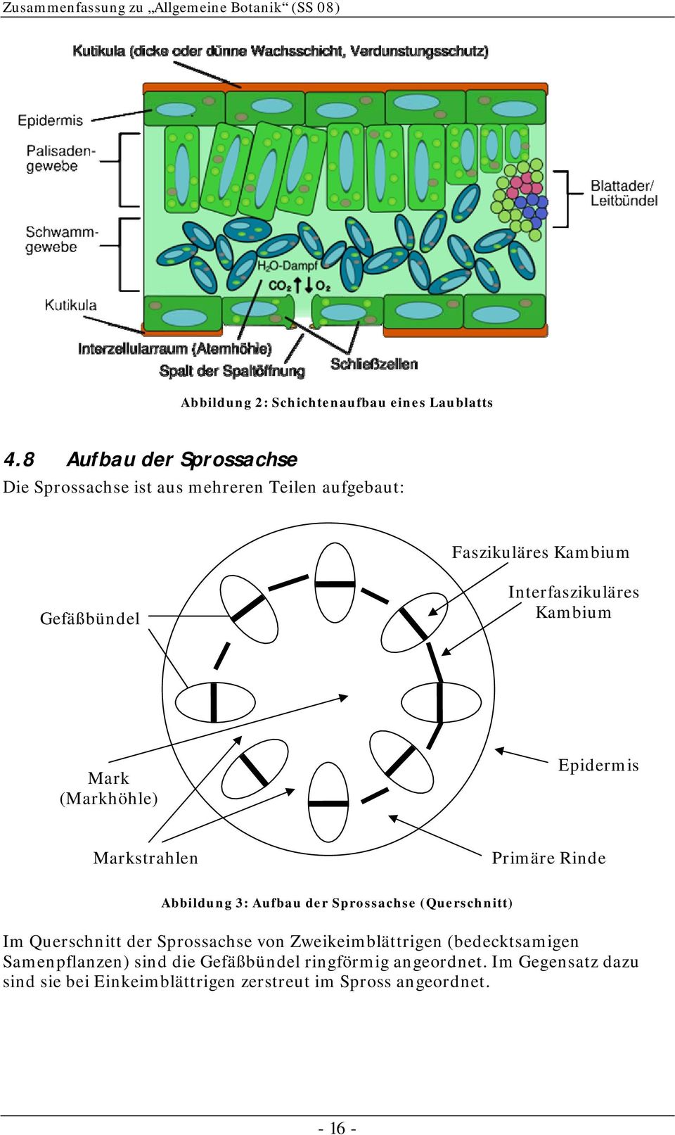 Interfaszikuläres Kambium Mark (Markhöhle) Epidermis Markstrahlen Primäre Rinde Abbildung 3: Aufbau der Sprossachse