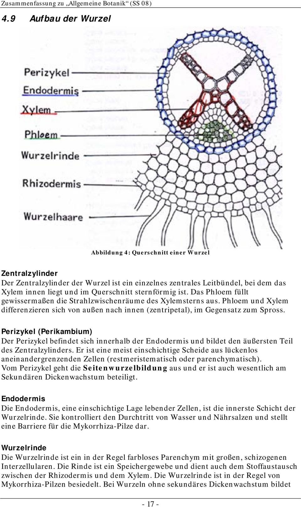Perizykel (Perikambium) Der Perizykel befindet sich innerhalb der Endodermis und bildet den äußersten Teil des Zentralzylinders.