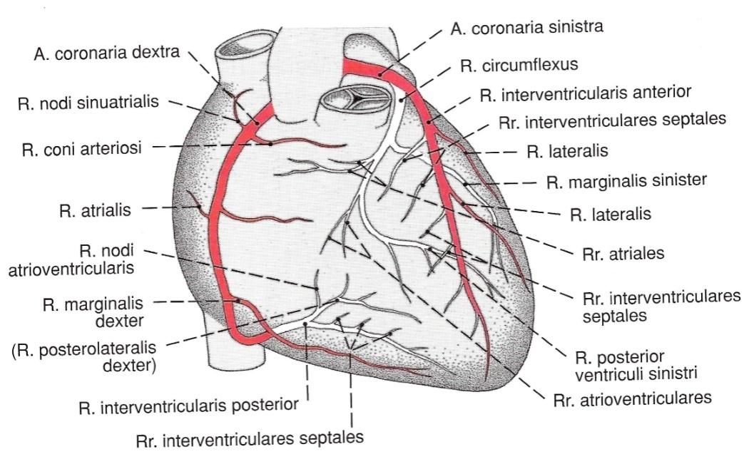 7 1.3 Koronararterien des Herzens Die Myokarddurchblutung wird durch folgende Koronararterien gewährleistet (s. Abb.