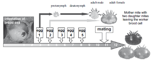 Varroa destructor