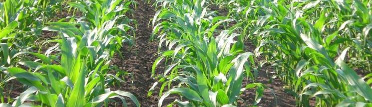 Maisanalysen 2015: TS eher hoch Verhältnis Kolben-Restpflanze Gute Qualität vom Mais zum Erntezeitpunkt weniger Rohfaser Stay-green Verdaulichkeit höher Hoher Stärkegehalt Sehr starke regionale