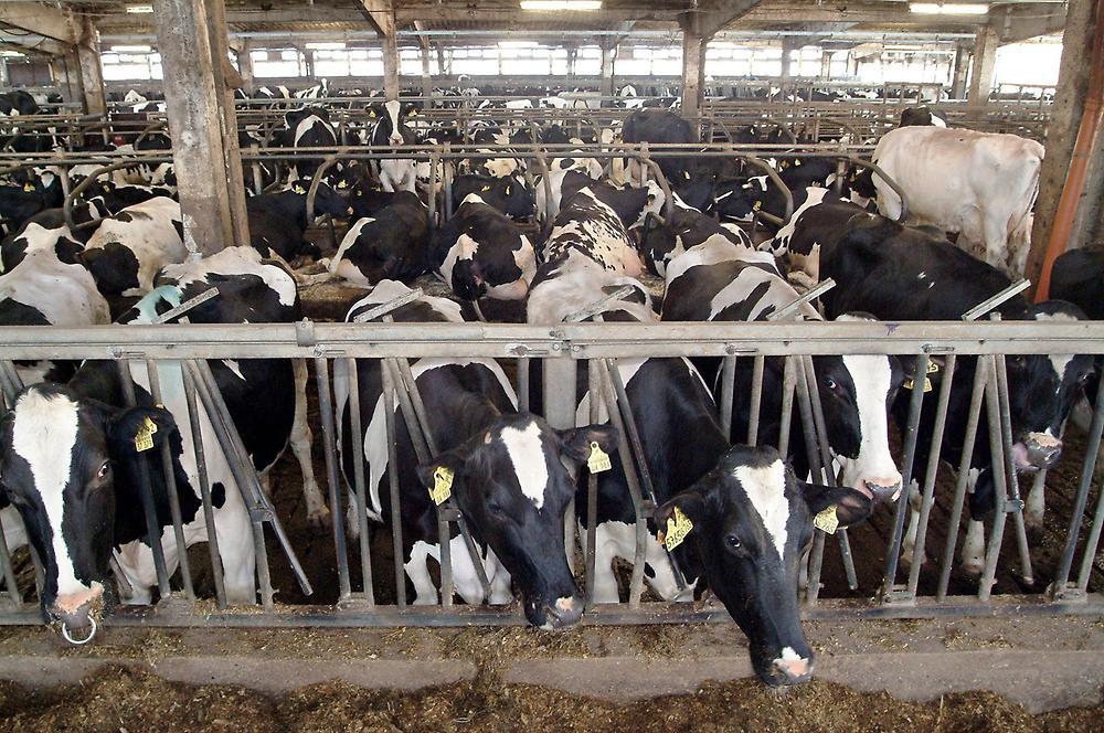 In den Betrieben: 2014 2016 Anzahl Kühe in den Betrieben : 59 Kühe 68 Kühe in den letzten 2