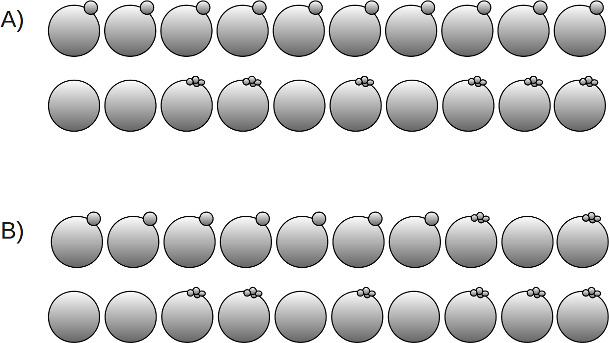 Abbildung 1 Schema der Eizellpools. A) Darstellung eines homogenen Eizellpools bezüglich des morphologischen Merkmals Polkörper.