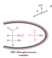 Postulierter Reaktionsmechanismus der Phosphoglycerat-Mutase Schritt 1: 3PG bindet an Enzym