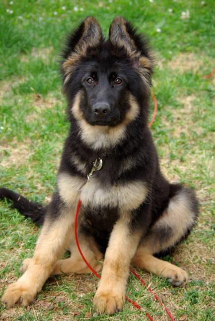 Distraktionsindex Smith et al.: Reliability of the hip distraction index in two-month-old German shepherd dogs.