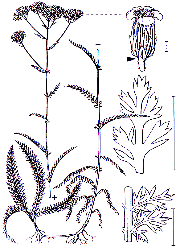 Achillea millefolium Asterales Asteraceae Achillea Achillea millefolium Gemeine Schafgarbe -0,20-1,20 m -Blütezeit 6-10 (weiß, rosa) -Blätter in viele Zipfel zerteilt (millefolium lat.