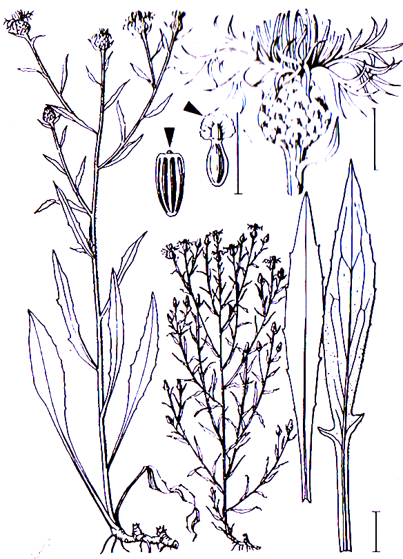 Centaurea jacea Asterales Asteraceae Centaurea Centaurea jacea Wiesenflockenblume -0,2-1,5 m -Blütezeit 6-11 (purpurrot), nach Berrührung plötzlicher Turgorverlust, wobei sich Staubfäden entspannen