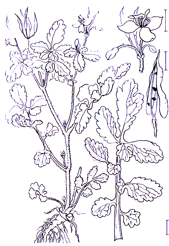 Chelidonium majus Papaverales Papaveraceae Chelidonium Chelidonium majus Großes Schöllkraut -0,3-0,7 m -Blütezeit 4-10 (gelb), Frucht: Schoten -Blätter fiederschnittig mit eiförmigen bis breit
