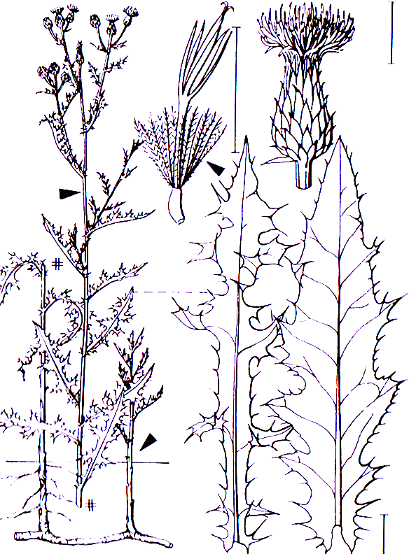 Cirsium arvense Asterales Asteraceae Cirsium Cirsium arvense Acker-Kratzdistel -0,60-1,2 m -Blütezeit 7-9 (lilarosa) -Tiefwurzler bis 2,8 m -Blütenkörbchen aus ca.