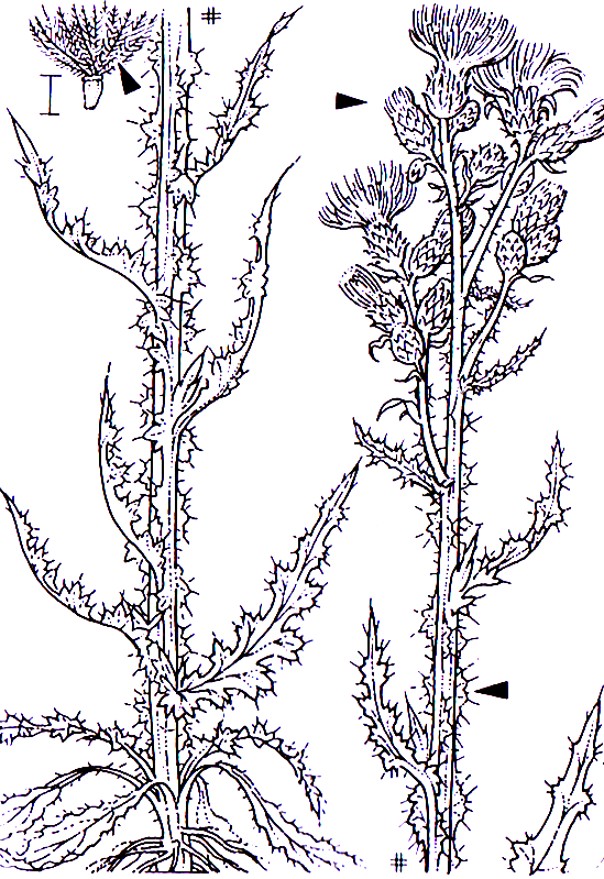 Cirsium palustre -0,50-1,5 m -Blütezeit 7-9 (purpurrot) Asterales -Blätter am Stängel herablaufend und alle Asteraceae Cirsium Cirsium palustre Sumpf-Kratzdistel Fiederabschnitte in Stachel