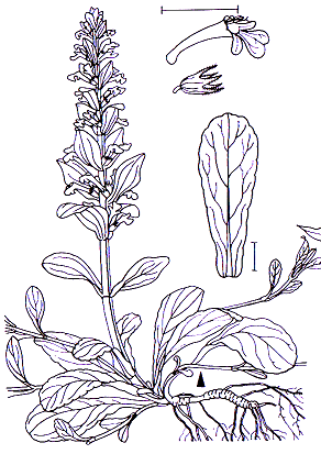 Ajuga reptans Lamiales Lamiaceae Ajuga Ajuga reptans Kriechender Günsel -0,07-0,30 m -Blütezeit 5-8 (lila, selten weiß) -Lippenblüten in Scheinquirlen (Zymen) vereint zu einer Thyrse -Ausbreitung der