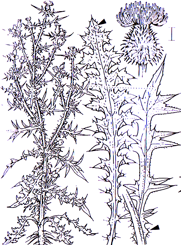 Cirsium vulgare -0,60-1,2 m -Blütezeit 6-9 (purpurrot) Asterales -Pollenblume, im Gegensatz zu C.arvense und Asteraceae Cirsium Cirsium vulgare Echte Kratzdistel C.