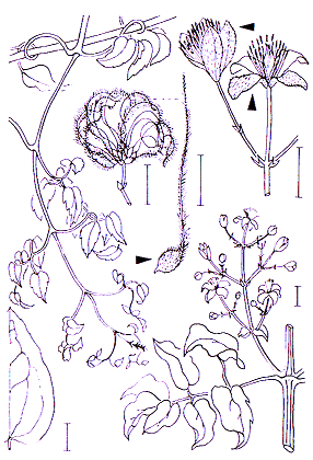 Clematis vitalba Ranunculales Ranunculaceae Clematis Clematis vitalba Gewöhnliche Waldrebe -1,0-5,0 (bis zu 10) m -Blütezeit 6-8 (weißlich), Scheibenblumen in Trugdolden, 4 weiße Perigonblätter außen
