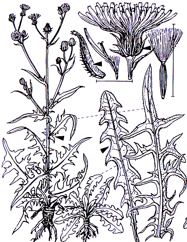 Crepis biennis Asterales Asteraceae Crepis Crepis biennis Wiesen-Pippau -0,50-1,2 m -Blütezeit 5-8 (goldgelb, Unterseite nicht rot) -tief wurzelnd -Selbstbestäuber und durch Bienen -Entwicklung der