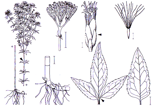 Eupatorium cannabinum -0,50-1,5 m -Blütezeit 7-9 (rosa- bis kupferrot oder weißlich) Asterales -zwittrige Körbchenblüten auf Doldenrispen Asteraceae Eupatorium Eupatorium cannabinum Wasserdost werden
