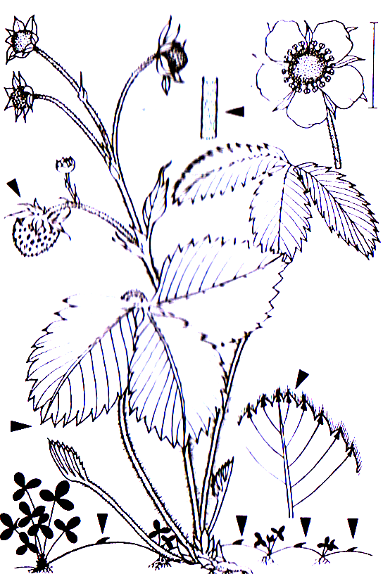 Fragaria vesca Abteilung: Magnoliophyta Charakteristische Merkmale und Besonderheiten Rosales Rosaceae Fragaria Fragaria vesca Wald-Erdbeere -0,05-0,20 m -Blütezeit 5-6 (weiß) -Sammelnußfrüchte