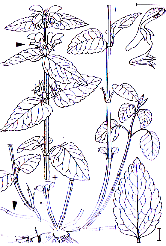 Galeobdolon luteum -0,15-0,8 m -Blütezeit 5-7 (gelb) Lamiales -Blätter an vierkantigem Stängel Lamiaceae Galeobdolon Galeobdolon luteum Goldnessel kreuzgegenständig angeordnet (Oberseite oft silbrig