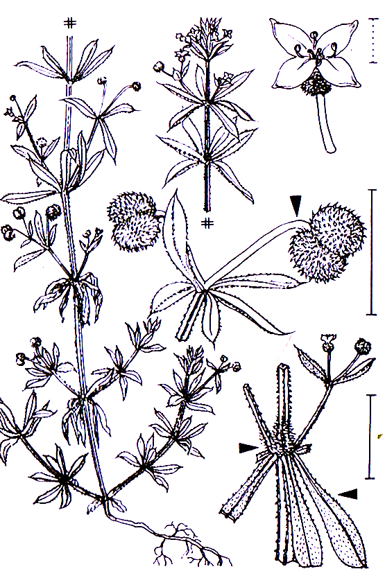 Galium aparine Rubiales Rubiaceae Galium Galium aparine Kletten-Labkraut -0,60-2,0 m -Blütezeit 6-10 (weiß bis grünlich weiß) -Spreizklimmer durch rückwärtsgerichtete Haare und abstehende Zweige,
