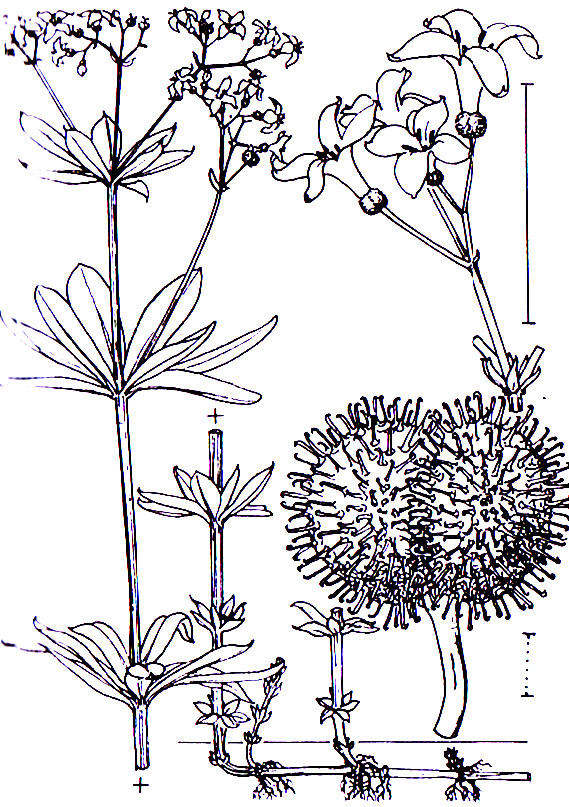Galium odoratum Rubiales Rubiaceae Galium Galium odoratum Waldmeister -0,15-0,30 m -Blütezeit 5-6 (weiß) -Rhizom-Kryptophyt -Bestäubung durch Fliegen -leicht giftig durch Cumarin, aber zur