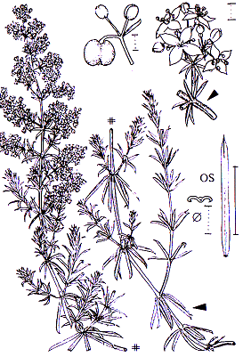 Galium verum Rubiales Rubiaceae Galium Galium verum Echtes Labkraut -0,30-0,60 m -Blütezeit 6-9 (zitronen- bis goldgelb) -in Rispen angeordente Blüten -rundlicher Stängel -Blätter nadelig mit