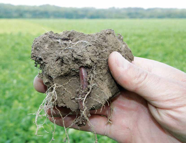 BODENFRUCHTBARKEIT Dem Boden, als wichtigster Produktionsfaktor in der Landwirtschaft, wird mit steigender Tendenz eine große Bedeutung zugeordnet.