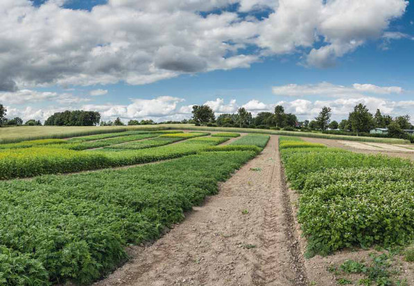 RAPS- UND GETREIDEFRUCHTFOLGE: viterra UNIVERSAL kruziferenfrei Ohne Kruziferen und mit trockenstresstoleranten Einzelsorten ist viterra UNIVERSAL für Rapsfruchtfolgen und für schwächere Standorte